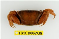 藏品(弧邊管招潮蟹)的圖片